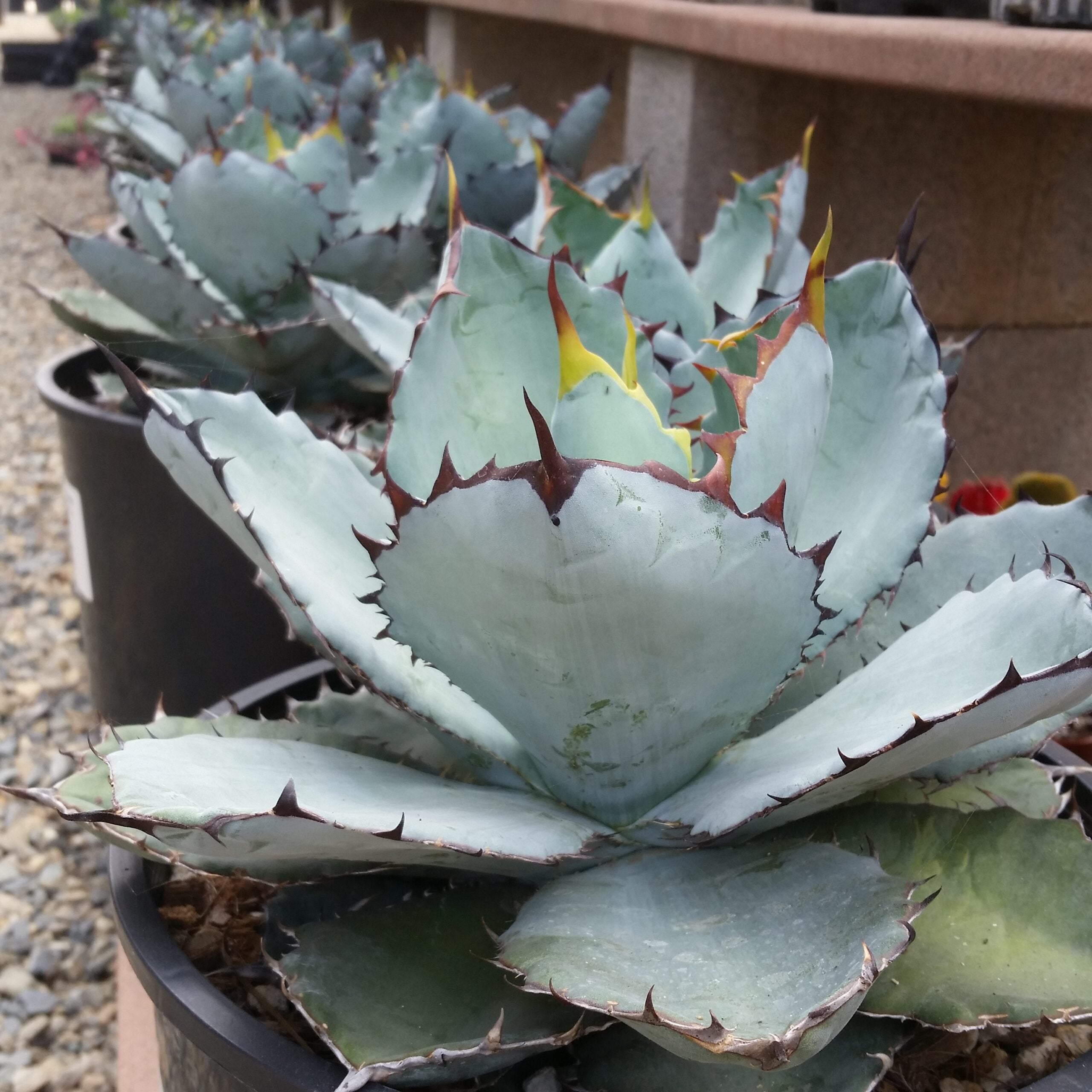 Blue Titanota Plant Seeds for Planting