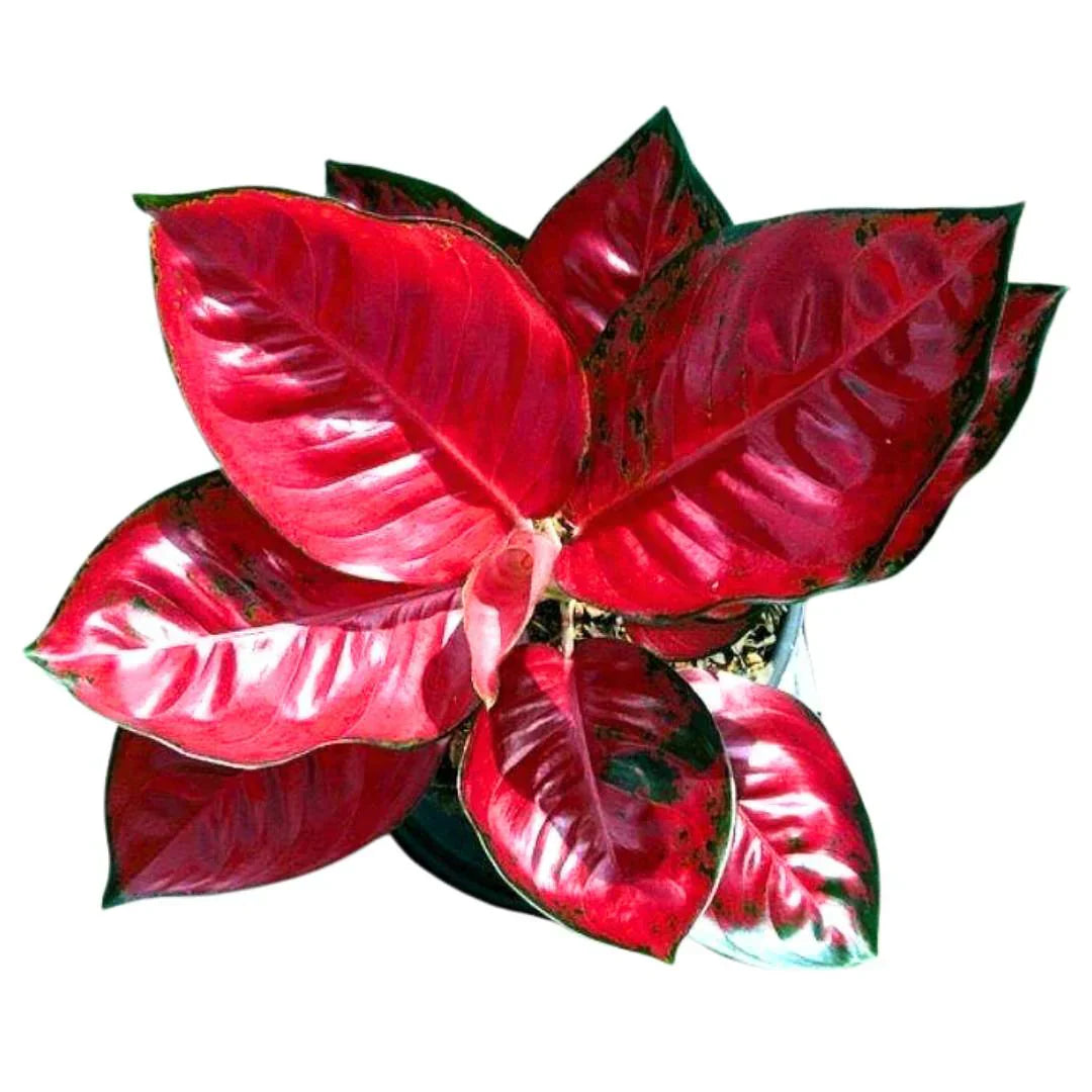 Aglaonema Seeds For Planting: Add Exotic Red Color To Your Garden