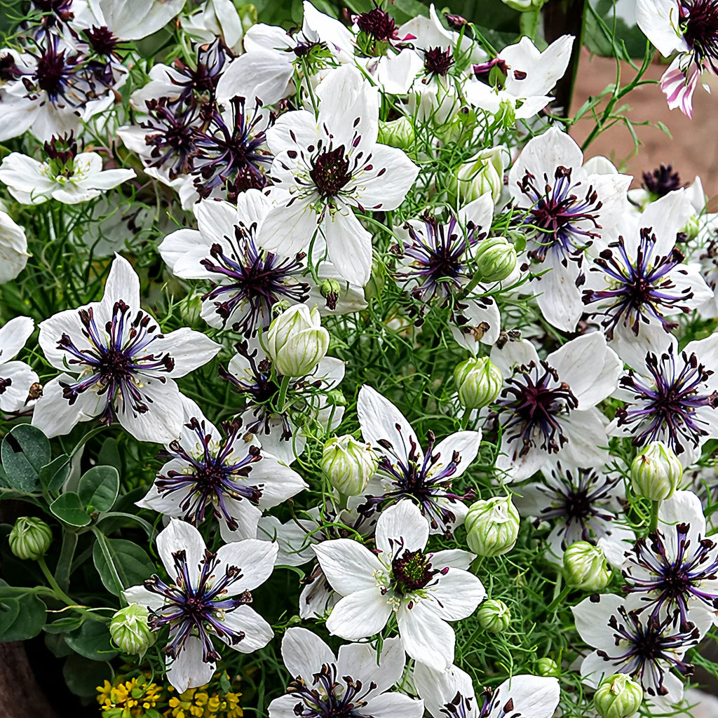 White Nigella African Flower seeds for Planting - Shade Tolerant, Heirloom & GMO Free Seeds for Home Garden