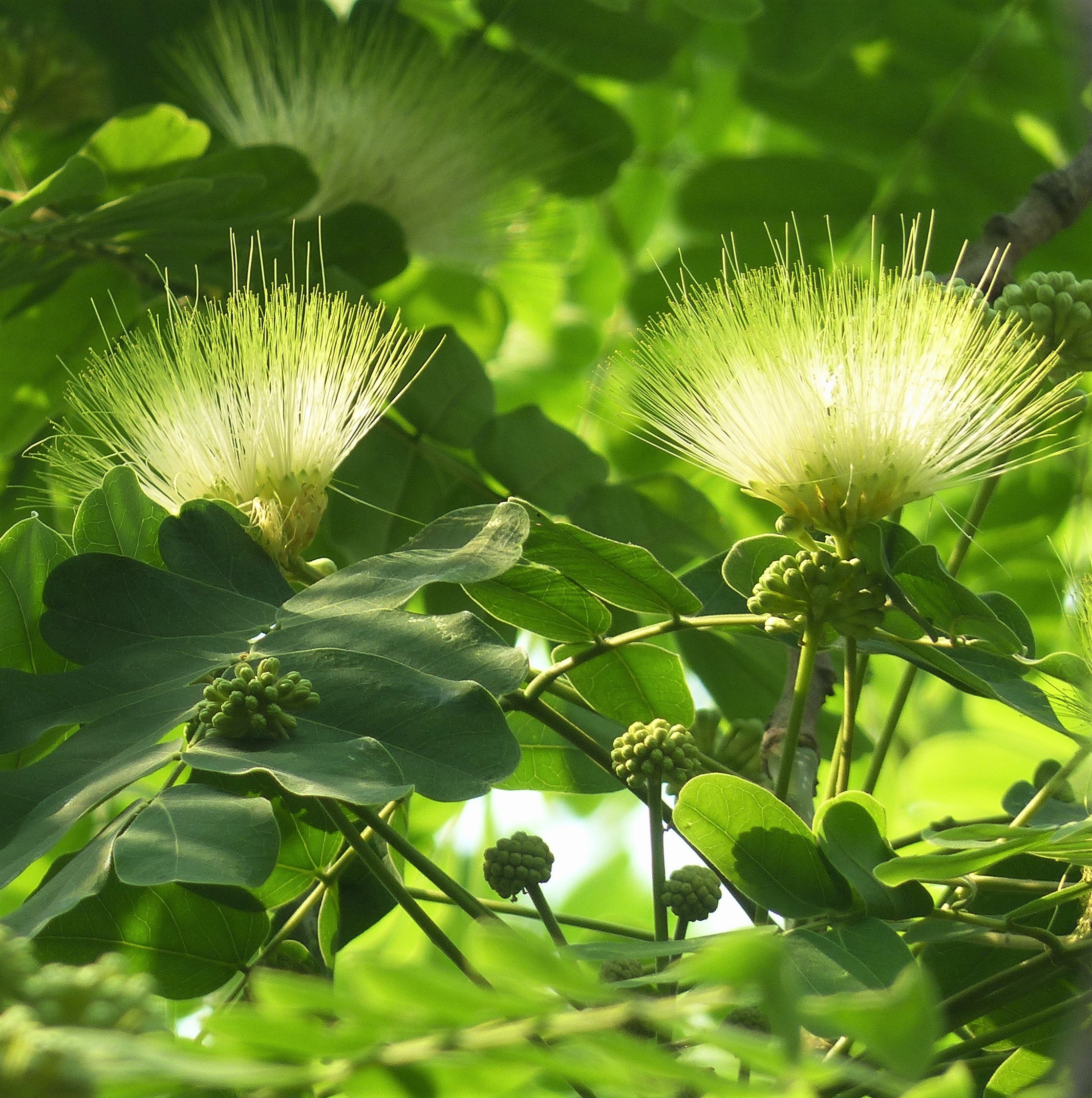 Green Albizia Flower Seeds for Planting Cut Flower Favorite Heirloom & GMO Free Seeds for Home Garden
Sale