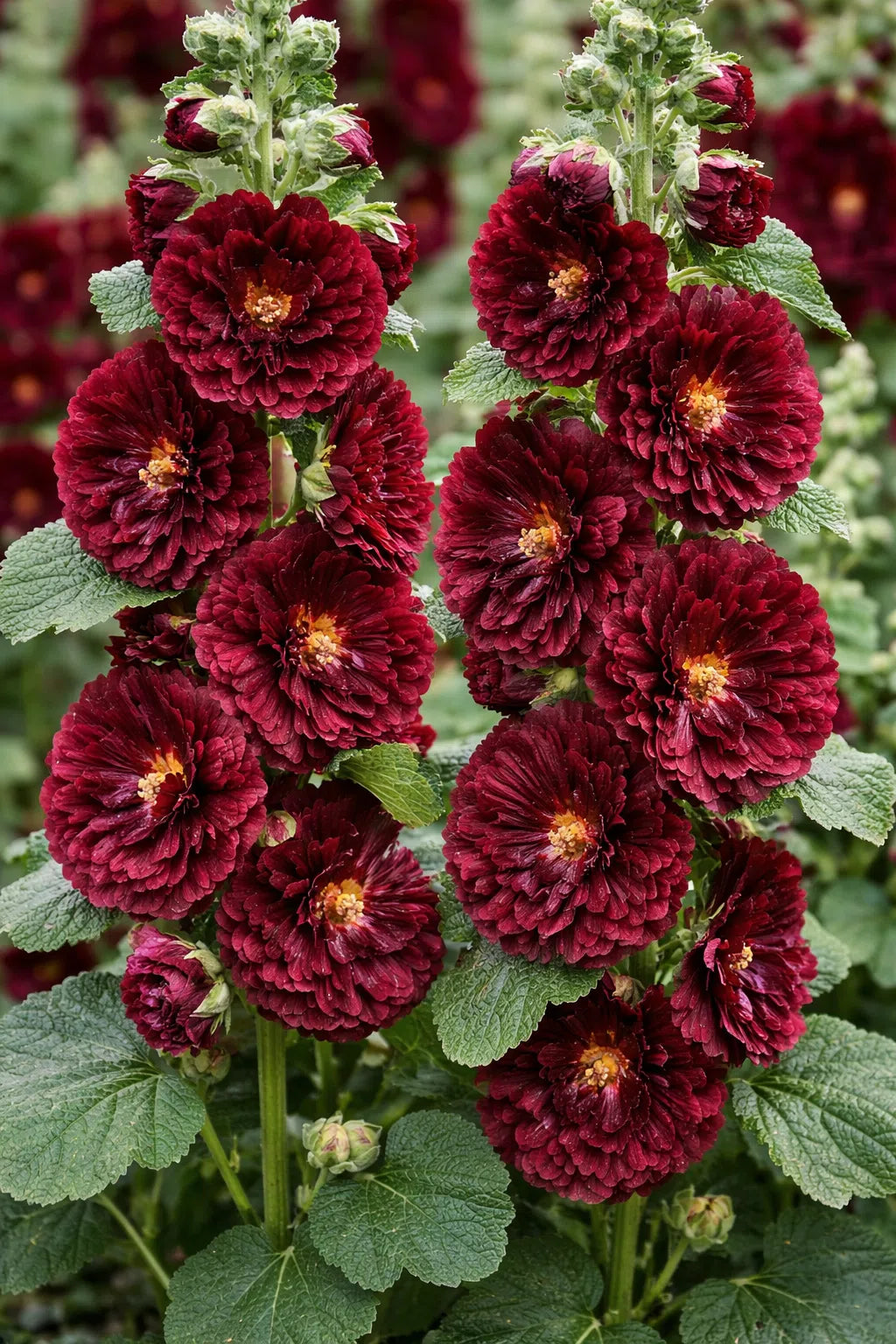 Dark Red Althaea Rosea Flower Seeds for Planting – Heirloom NonGMO Seeds for Your Garden Hardy Variety
Sale