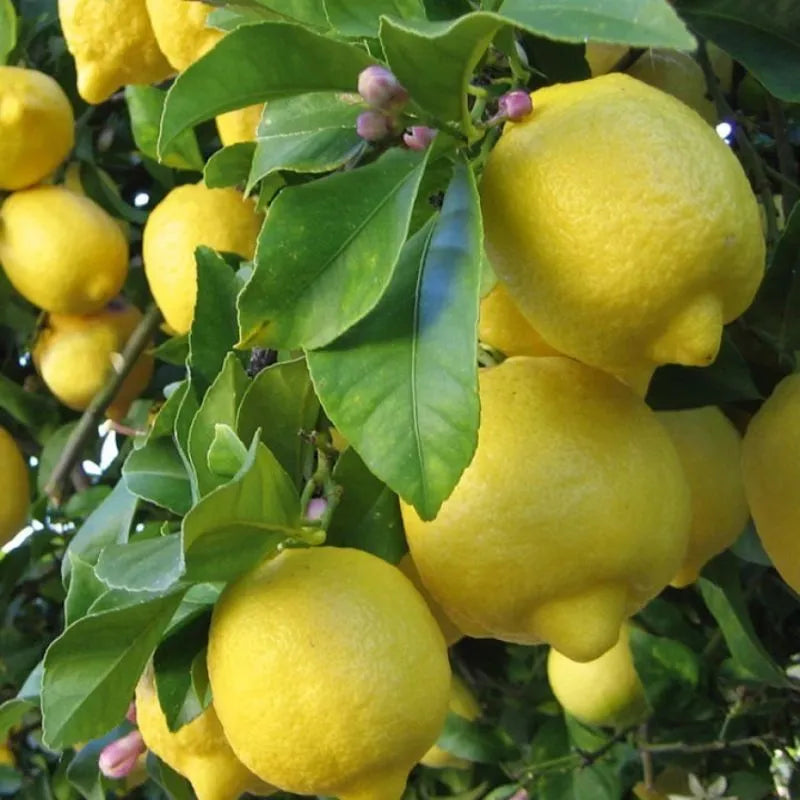 Ponderosa Lemon Tree Seeds for Planting - Grow Your Own Lemons