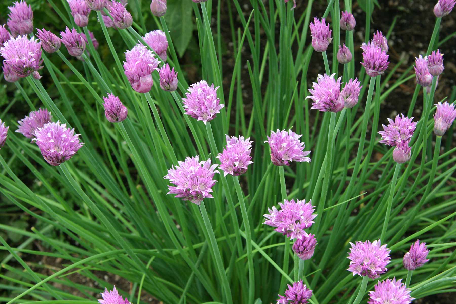 Allium Schoenoprasum Herb Seeds