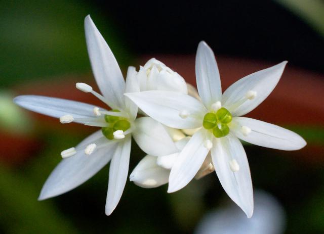 Ramsons Flower seeds for Planting - Perfect for Borders, Heirloom & GMO Free Seeds for Home Garden