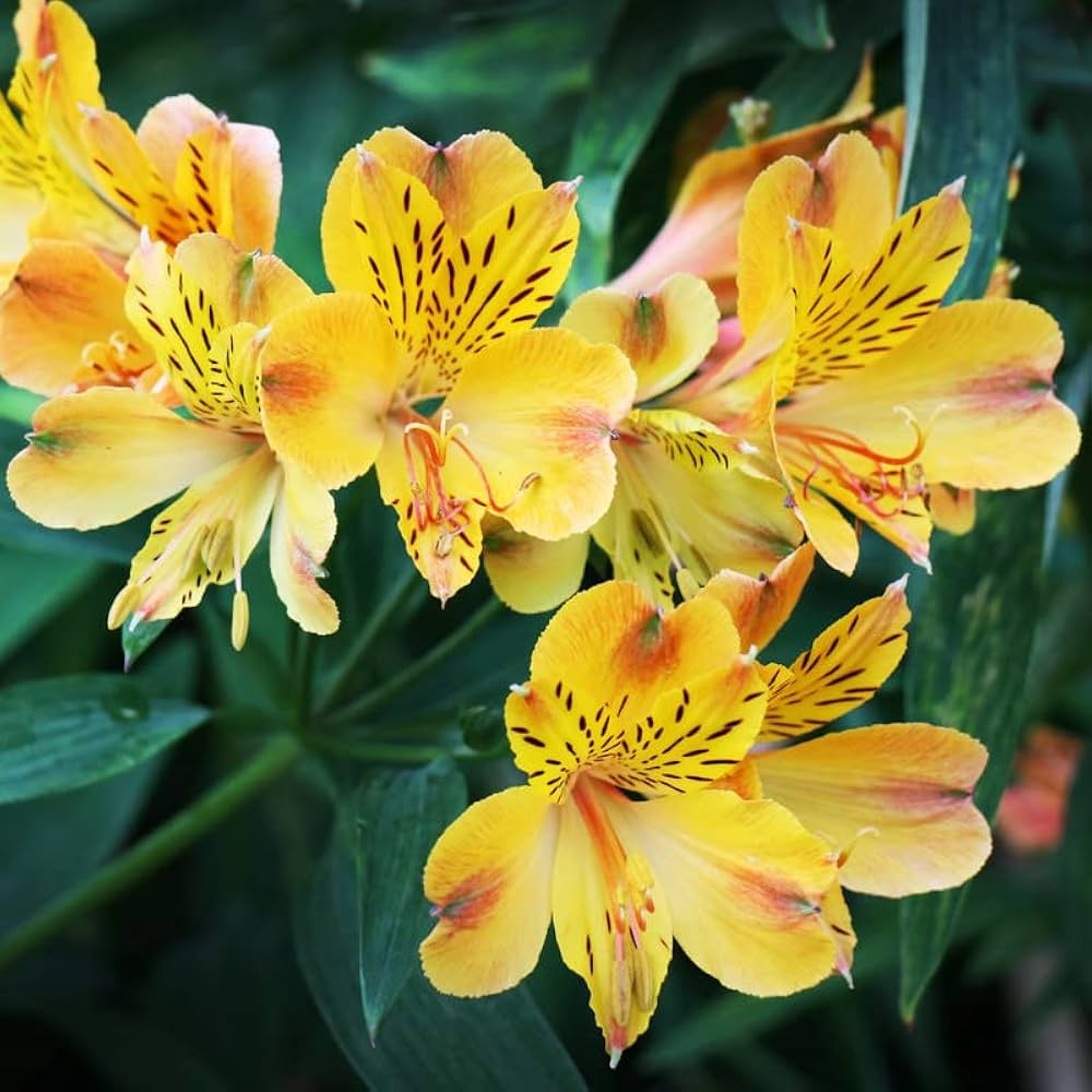 Non GMO Red Yellow Alstroemeria seeds