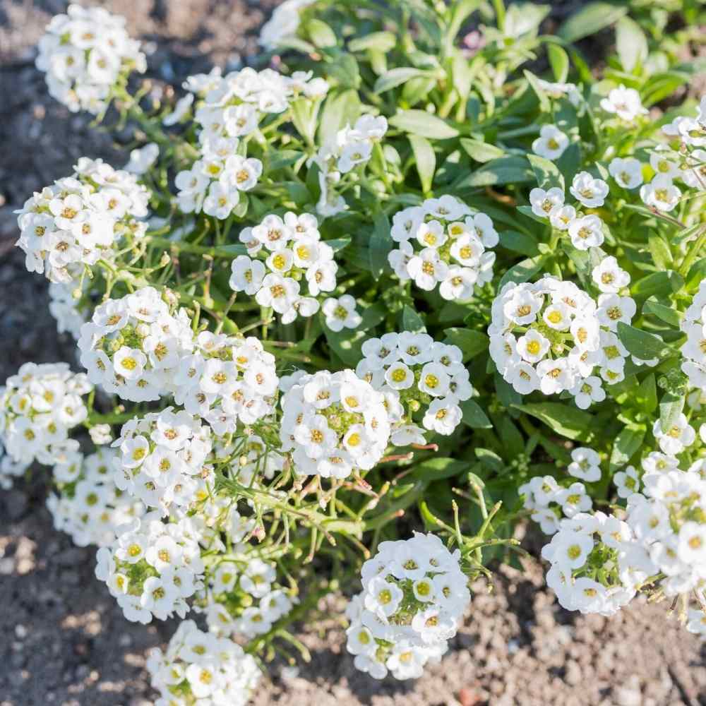 Flowering Alyssum Lobularia seeds for gardens