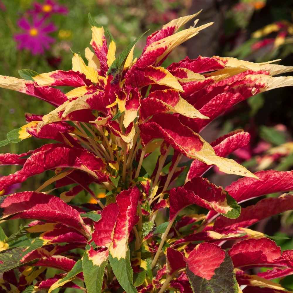 Red Yellow Poinsettia Flower seeds for Planting - Premium Quality, Heirloom & GMO Free Seeds for Home Garden