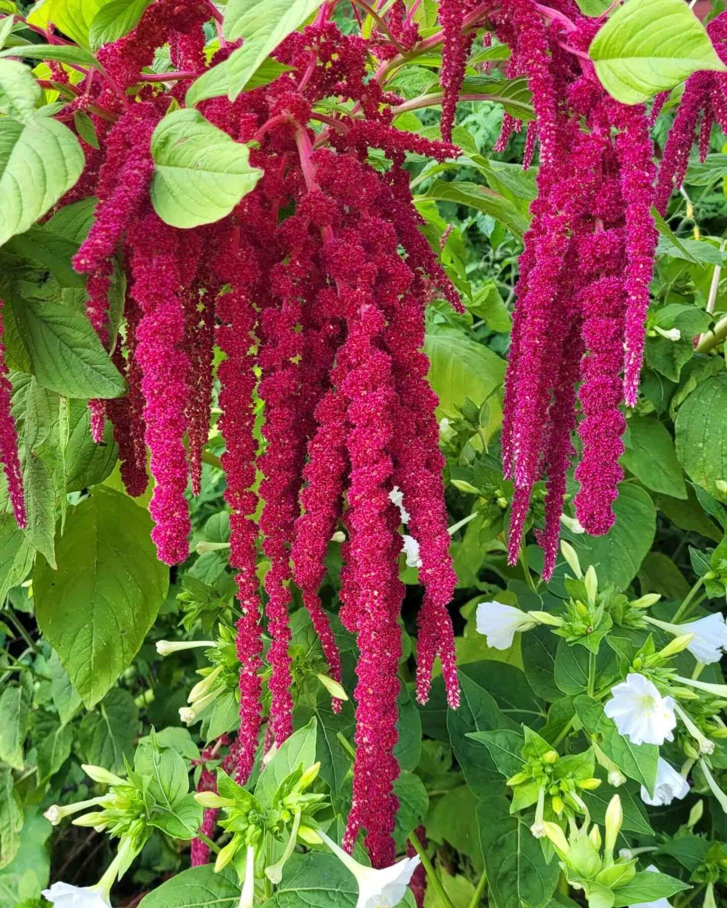 Mixed Caudatus Flower seeds for Planting - Long Bloom Season, Heirloom & GMO Free Seeds for Home Garden