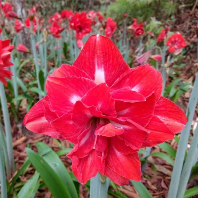 Red Double Narcissus Flower Seeds for Planting Wildflower Mix Heirloom & GMO Free Seeds for Home Garden
Sale