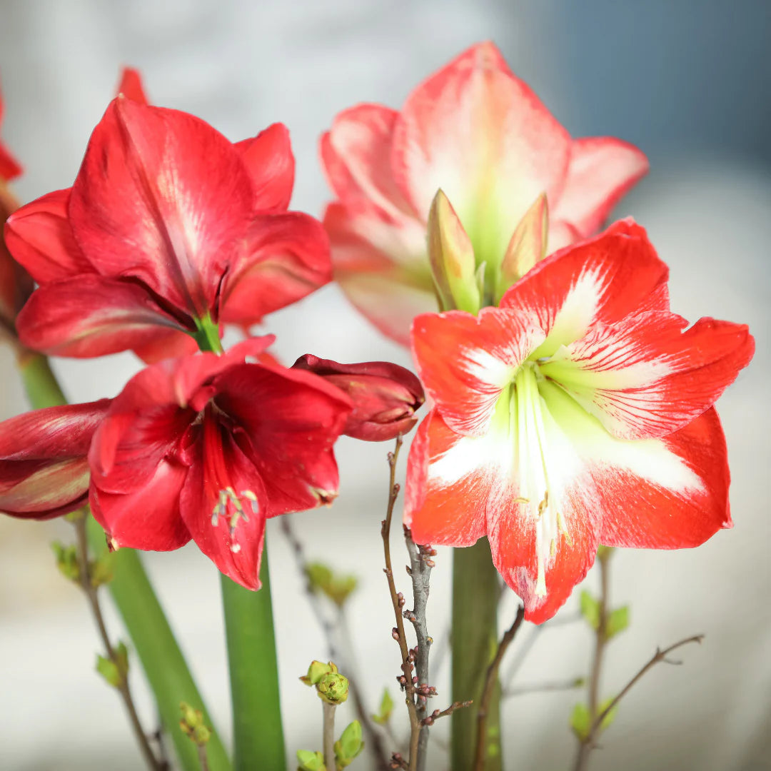 Red Green Amaryllis Flower Seeds for Planting Drought Tolerant Heirloom & GMO Free Seeds for Home Garden
Sale