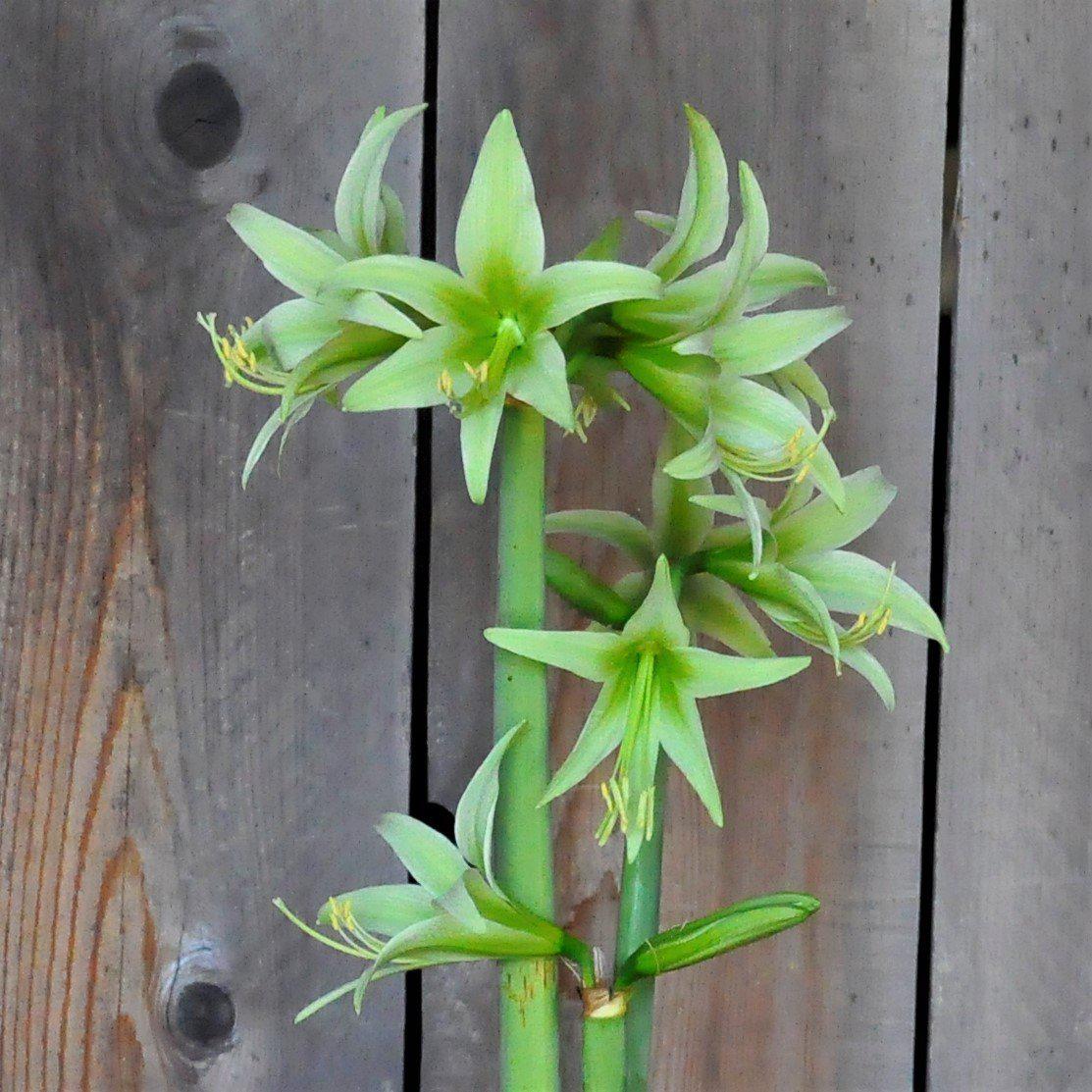Amaryllis Flower seeds for Planting - Shade Tolerant, Heirloom & GMO Free Seeds for Home Garden