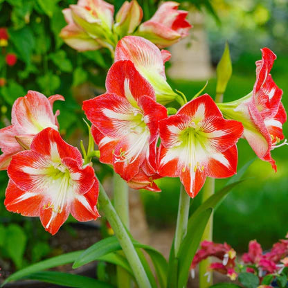 Light Red White Amaryllis Flower Seeds for Planting Fragrant Blossoms Heirloom & GMO Free Seeds for Home Garden
Sale