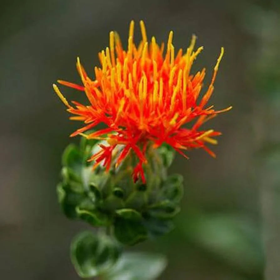 Mixed Carthamus Flower seeds for Planting - Garden Favorite, Heirloom & GMO Free Seeds for Home Garden Sale