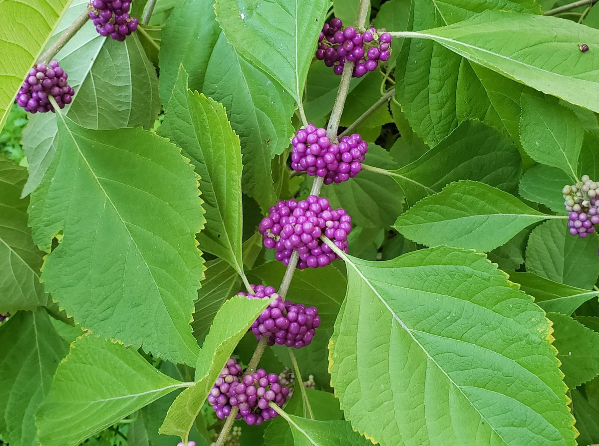 Violet Callicarpa Flower seeds for Planting - Hardy Variety, Heirloom & GMO Free Seeds for Home Garden
Sale seeds for planting in home garden