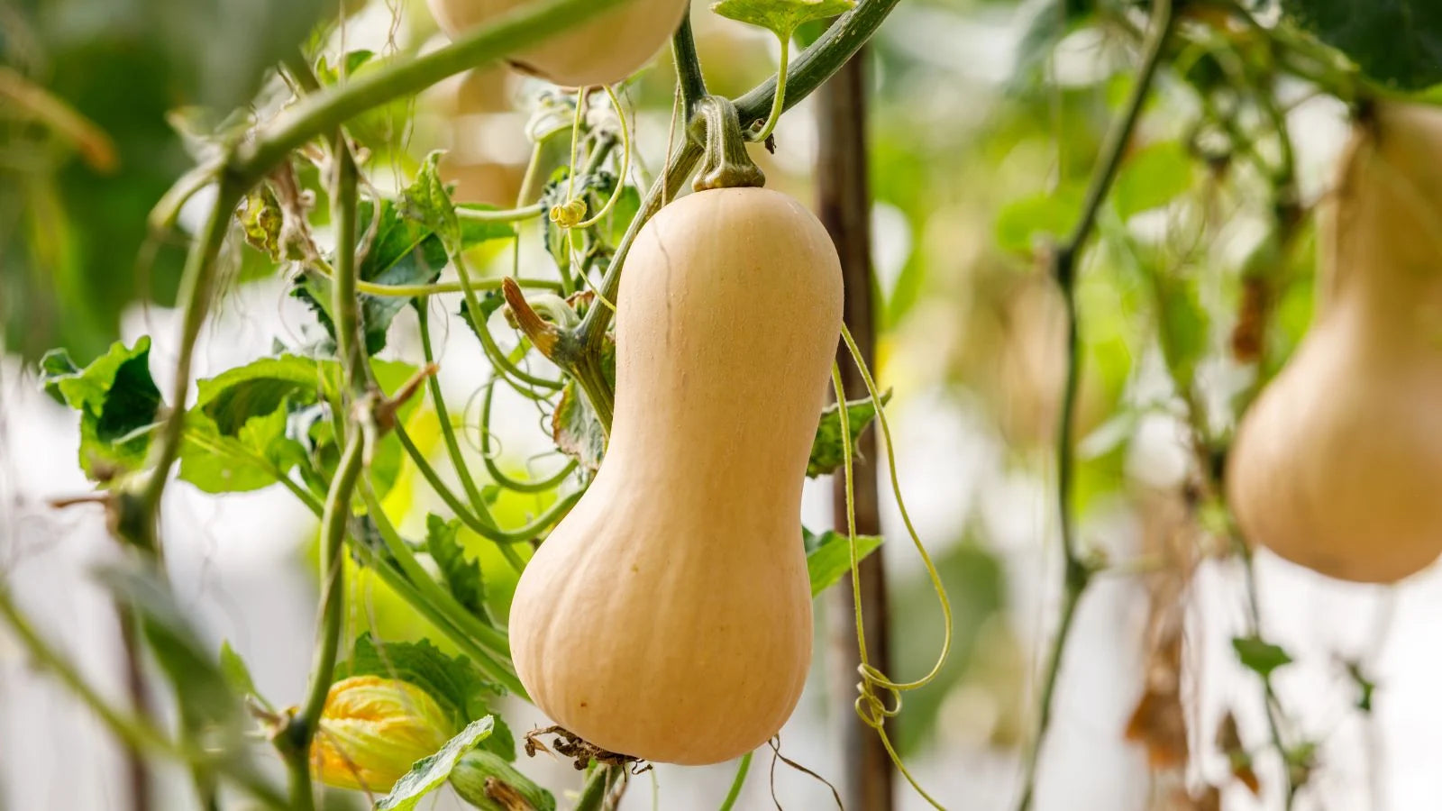 Yellow Butternut Vegetable Seeds Planting