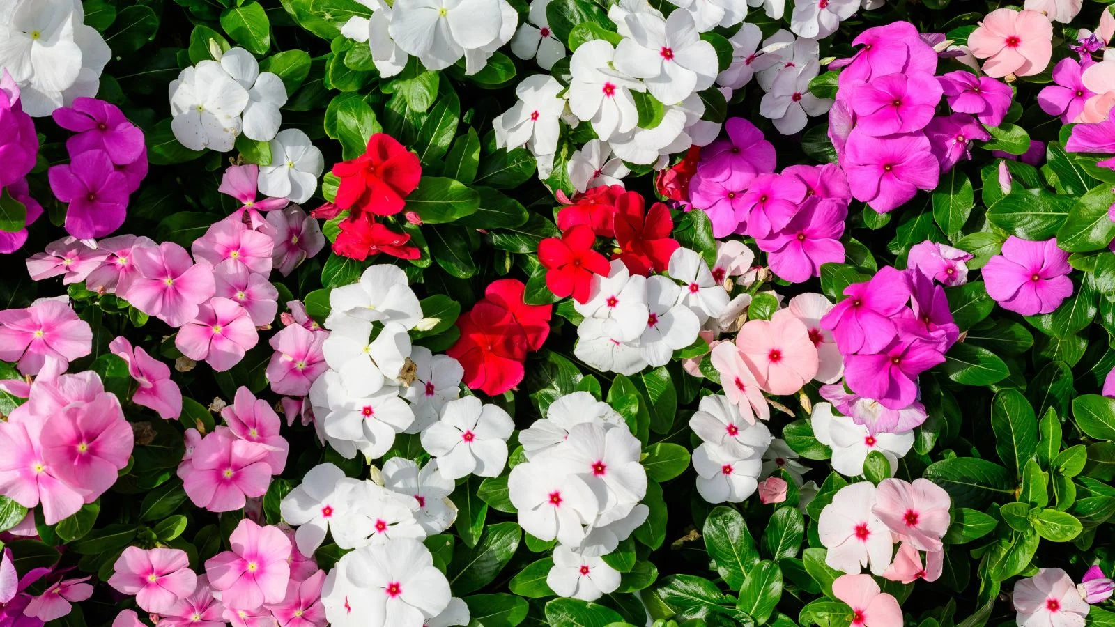 Pink Lizzie Flower seeds for Planting - Hardy Variety, Heirloom & GMO Free Seeds for Home Garden