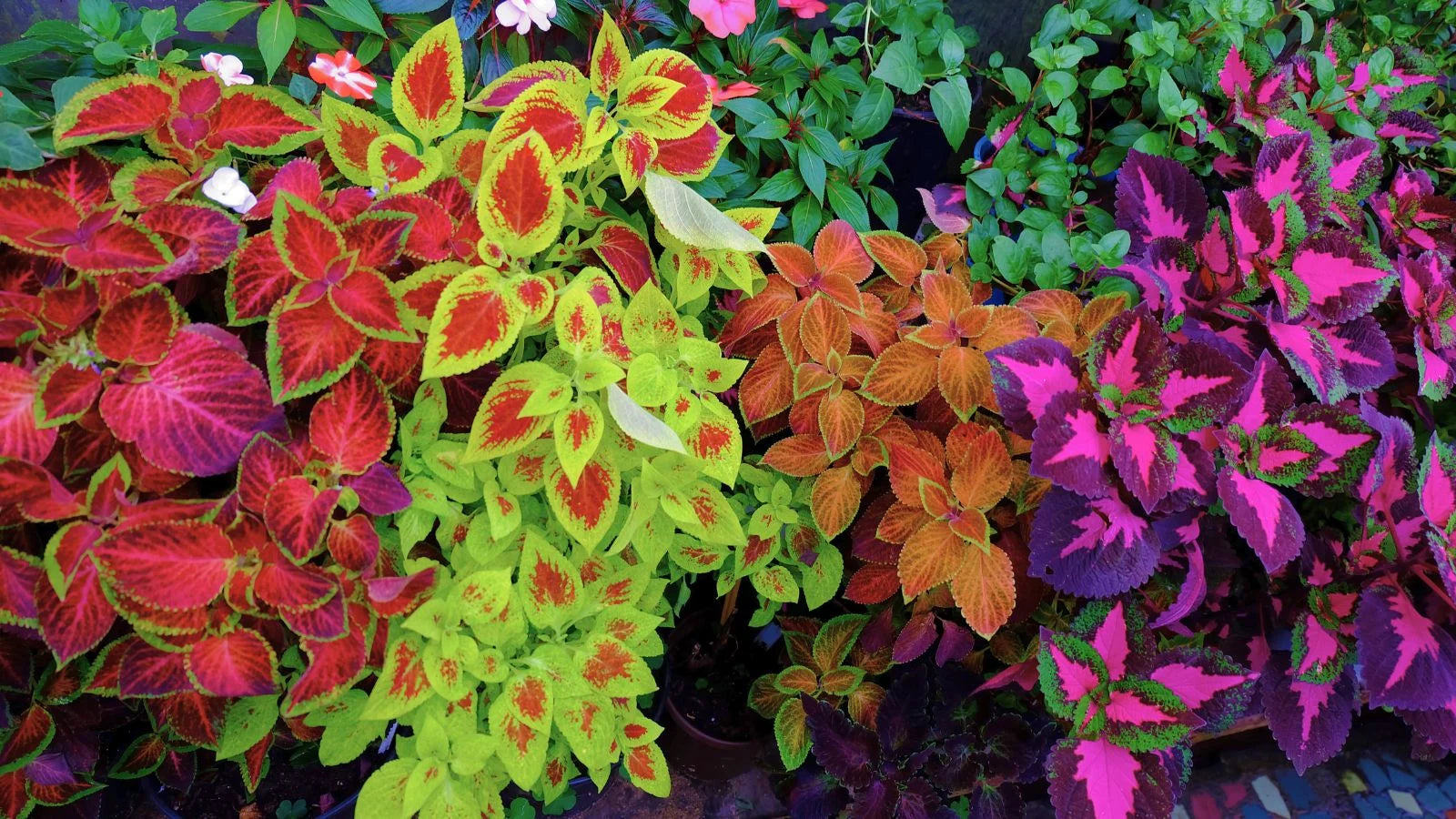 Pink Black Coleus Flower seeds with vibrant ornamental foliage for shaded gardens, containers, and landscape borders