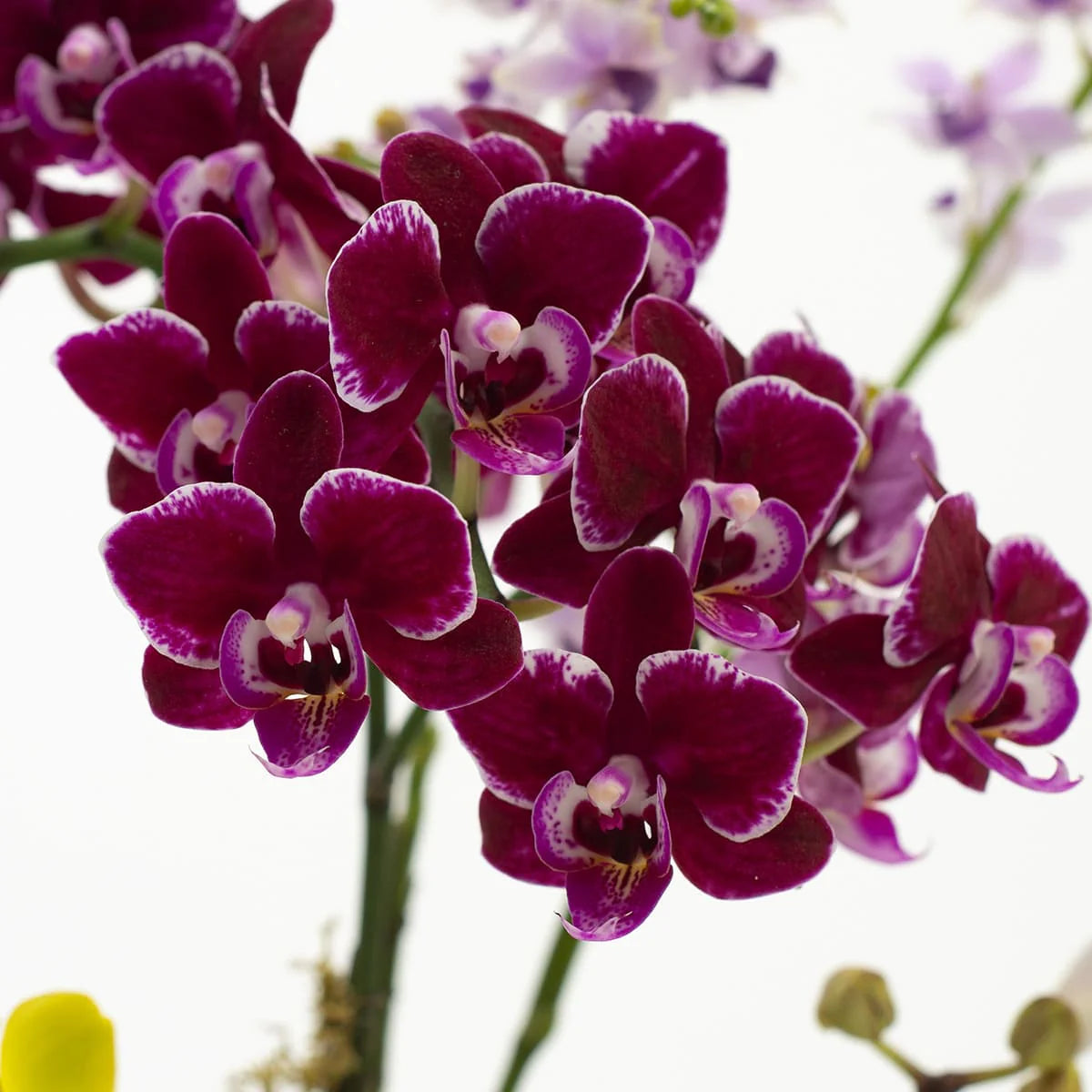 Maroon White Phalaenopsis Orchid Flower seeds blooming in flower beds, containers, borders, and pollinator-friendly gardens