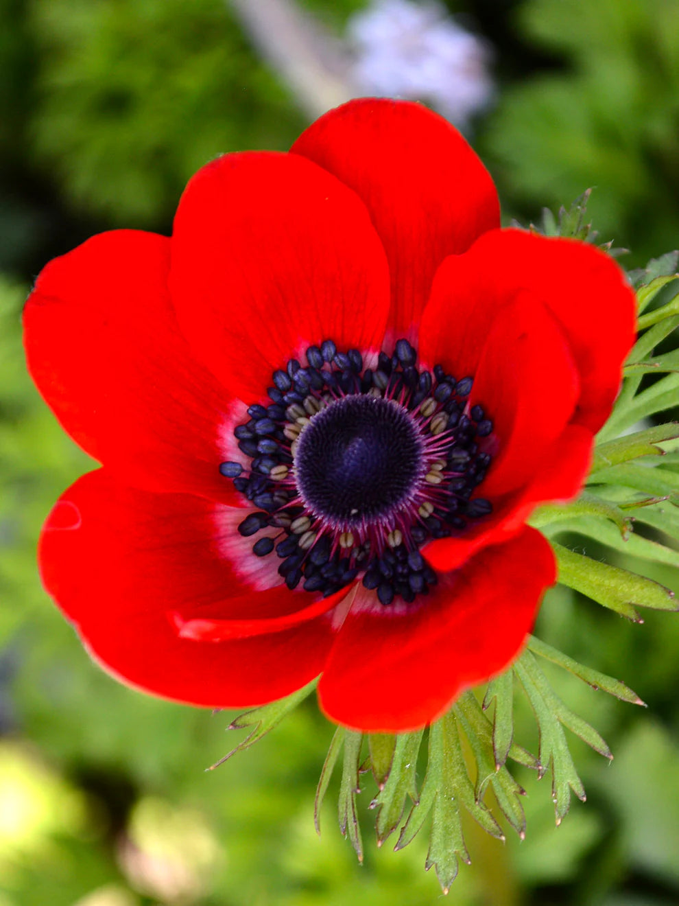 Red Anemone Flower seeds for Planting - Bright Blooms, Heirloom & GMO Free Seeds for Home Garden