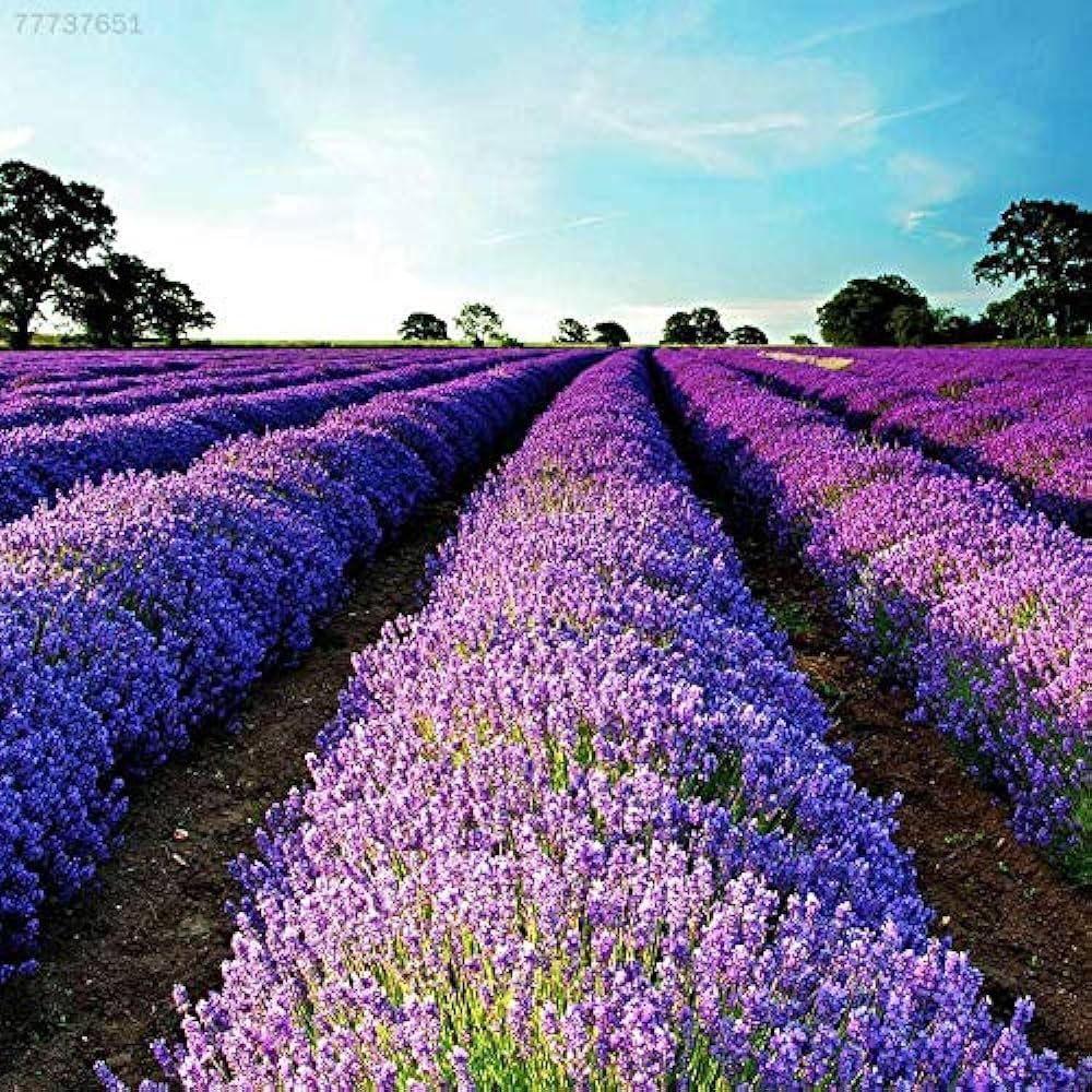 Non GMO Angustifolia seeds