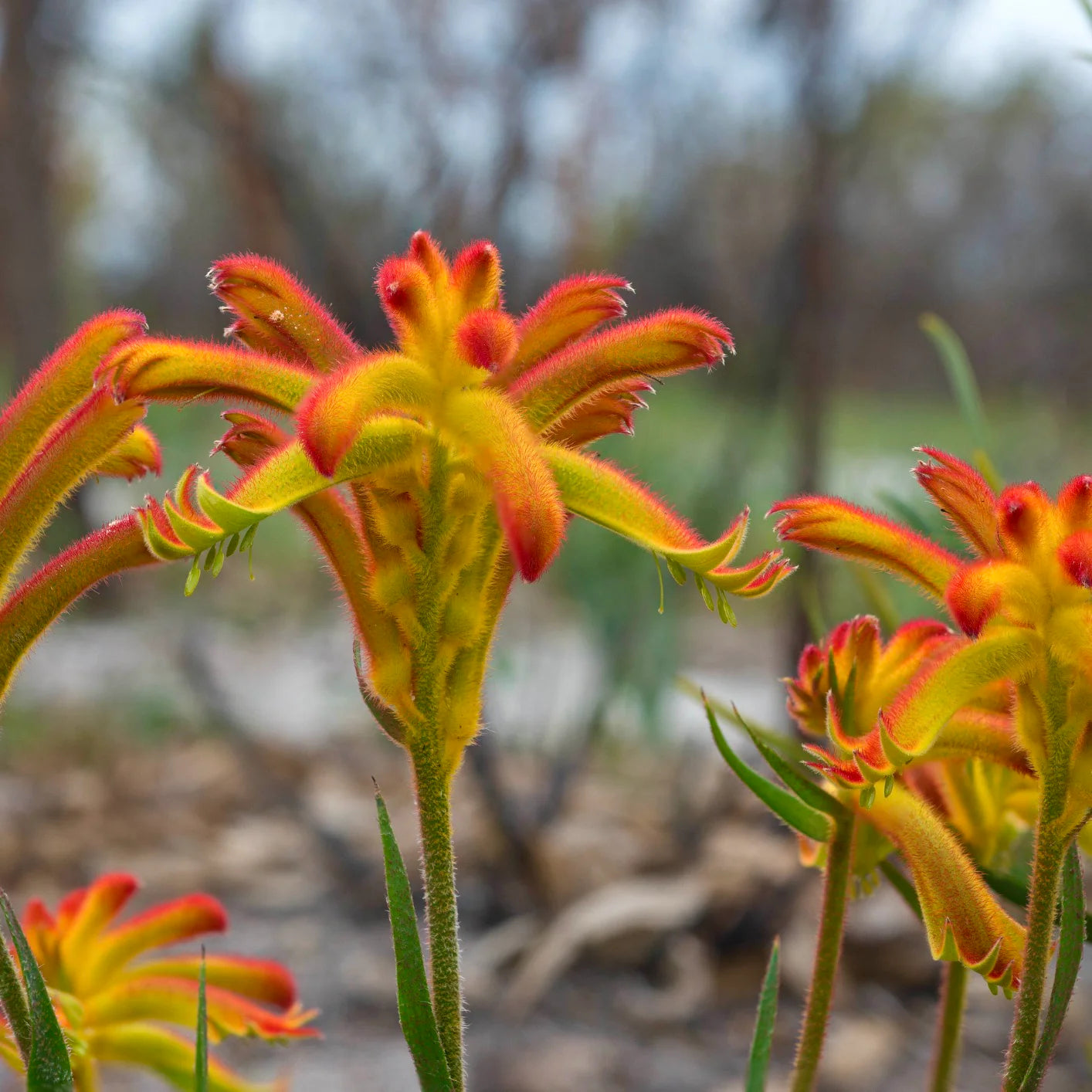 Anigozanthos Humilis Kangaroo Paw Flower Seeds for Easy Planting