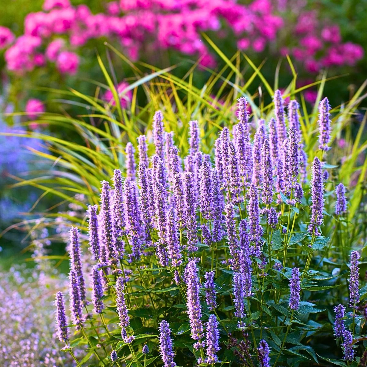 Agastache Flower seeds for Planting Compact Growth Heirloom & GMO Free Seeds for Home Garden