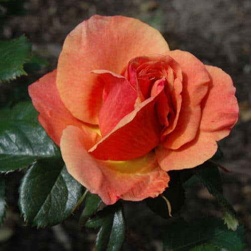 Orange Promise Rose Flower seeds for Planting - Bright Blooms, Heirloom & GMO Free Seeds for Home Garden Sale