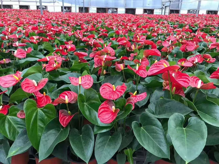 MultiColour Anthurium Seeds for Planting Premium Quality Heirloom & GMO Free Seeds for Home Garden
Sale