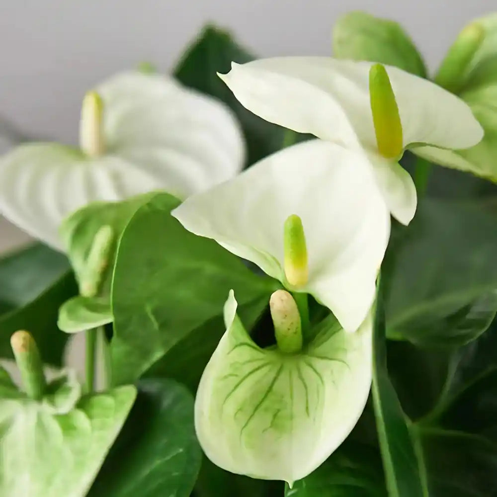 White Green Anthurium Flower seeds for Planting Cut Flower Favorite Heirloom & GMO Free Seeds for Home Garden
Sale for planting in home garden