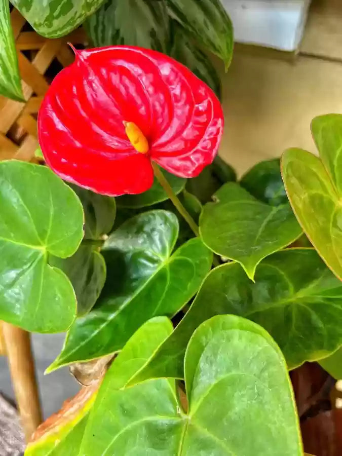Non GMO Green Red Anthurium seeds