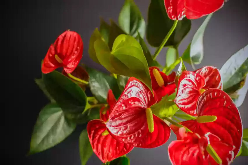 Green Red Anthurium seeds for planting