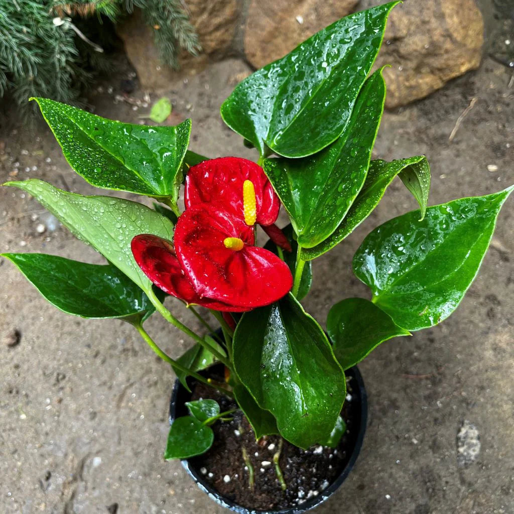 Deep Red Anthurium Flower seeds for Planting Vibrant Colors Heirloom & GMO Free Seeds for Home Garden
Sale for planting in home garden