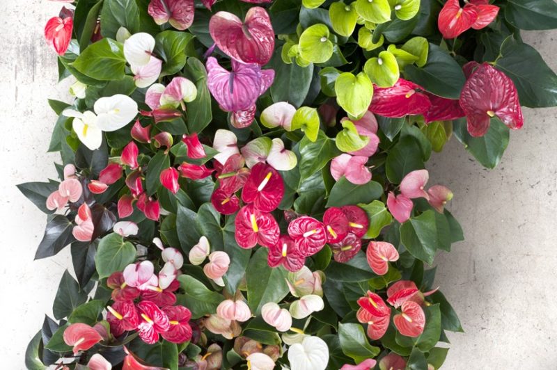 Multi Color Anthurium Flower Seeds for Planting Seasonal Bloomer Heirloom & GMO Free Seeds for Home Garden
Sale