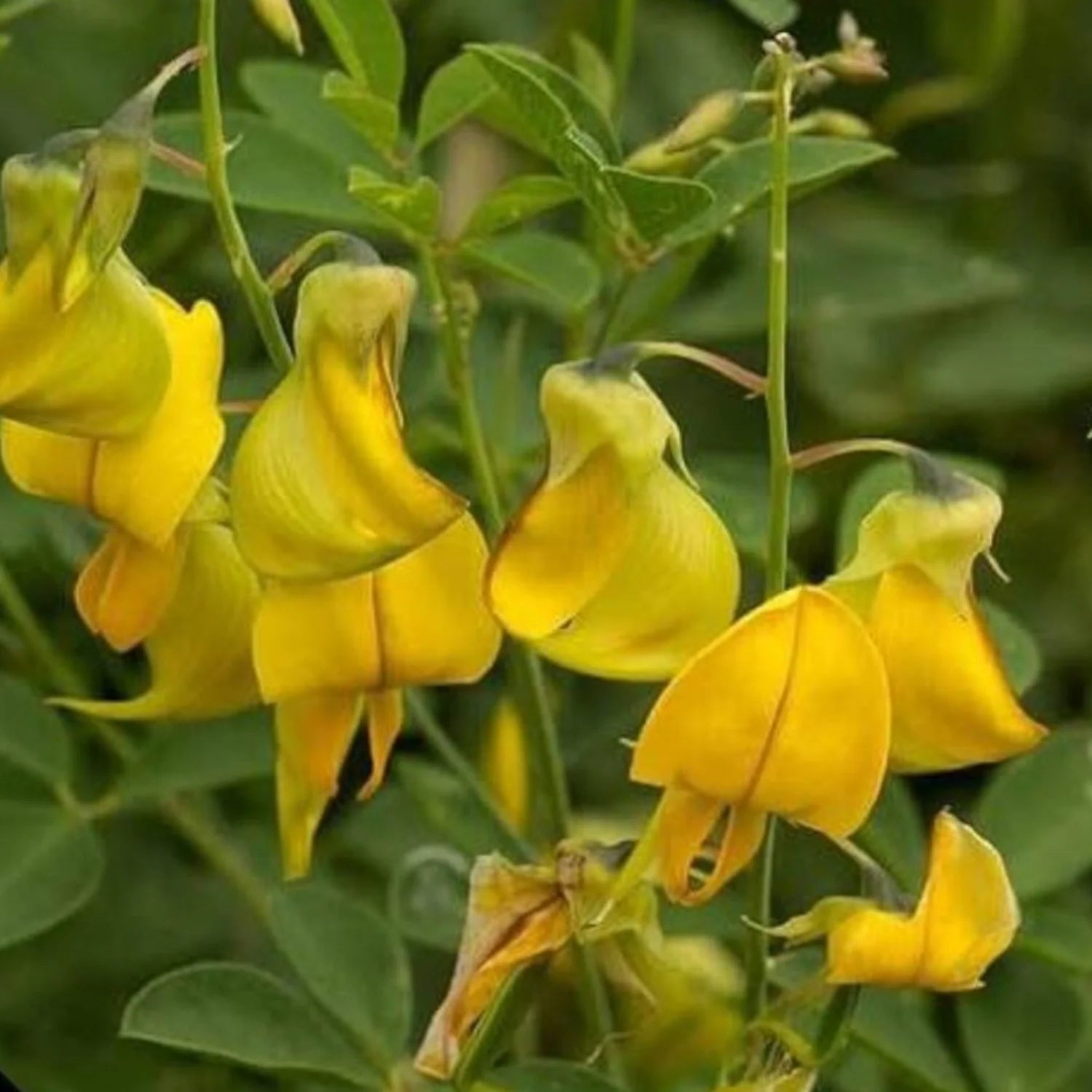 Yellow Astragalus Flower seeds for Planting - Wildflower Mix, Heirloom & GMO Free Seeds for Home Garden