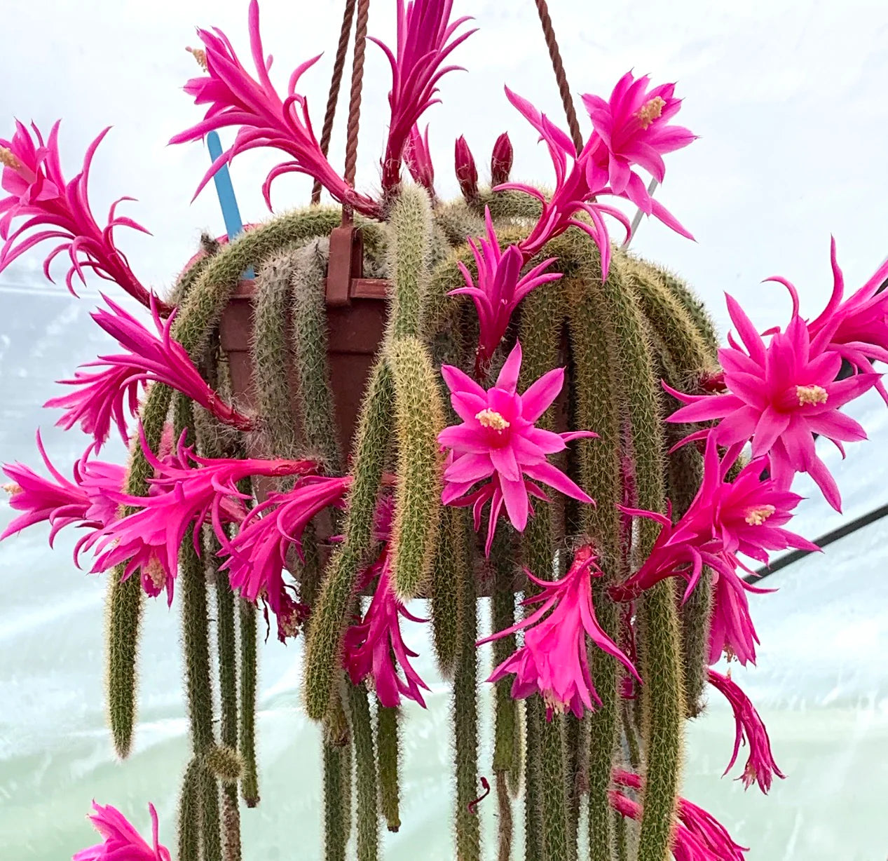 Aporocactus Flower seeds for Planting Pollinator Friendly Heirloom & GMO Free Seeds for Home Garden