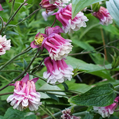Pink Petticoat Flower seeds for Planting - Vibrant Colors, Heirloom & GMO Free Seeds for Home Garden