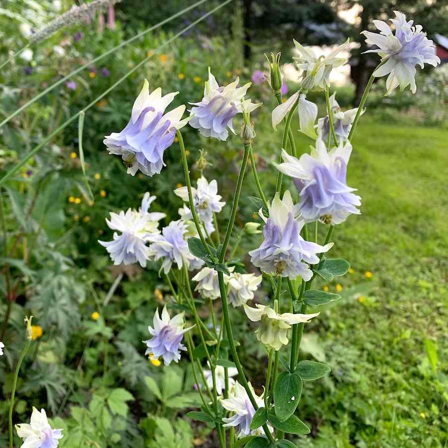 Tower (Tower Columbine) seeds for planting in home garden