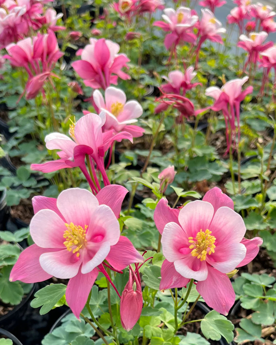 Pale Pink Columbines Flower seeds for Planting - Colorful Display, Heirloom & GMO Free Seeds for Home Garden