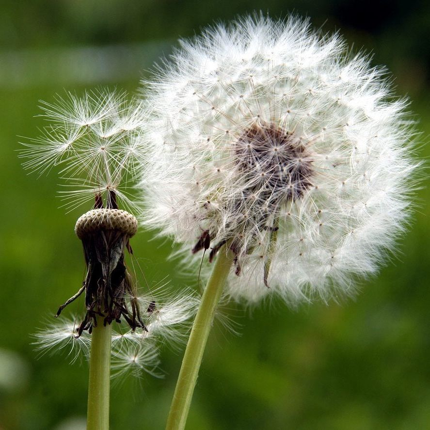 Dandelion Planting Seeds for Garden Growth | High-Quality Seeds for Easy Planting