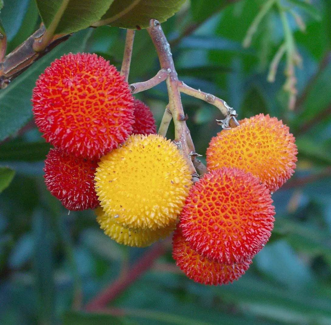 Yellow Strawberry Fruit Seeds: Arbutus Unedo Planting