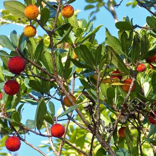 Dark Brown Arbutus Fruit Seeds - Perennial Garden Planting