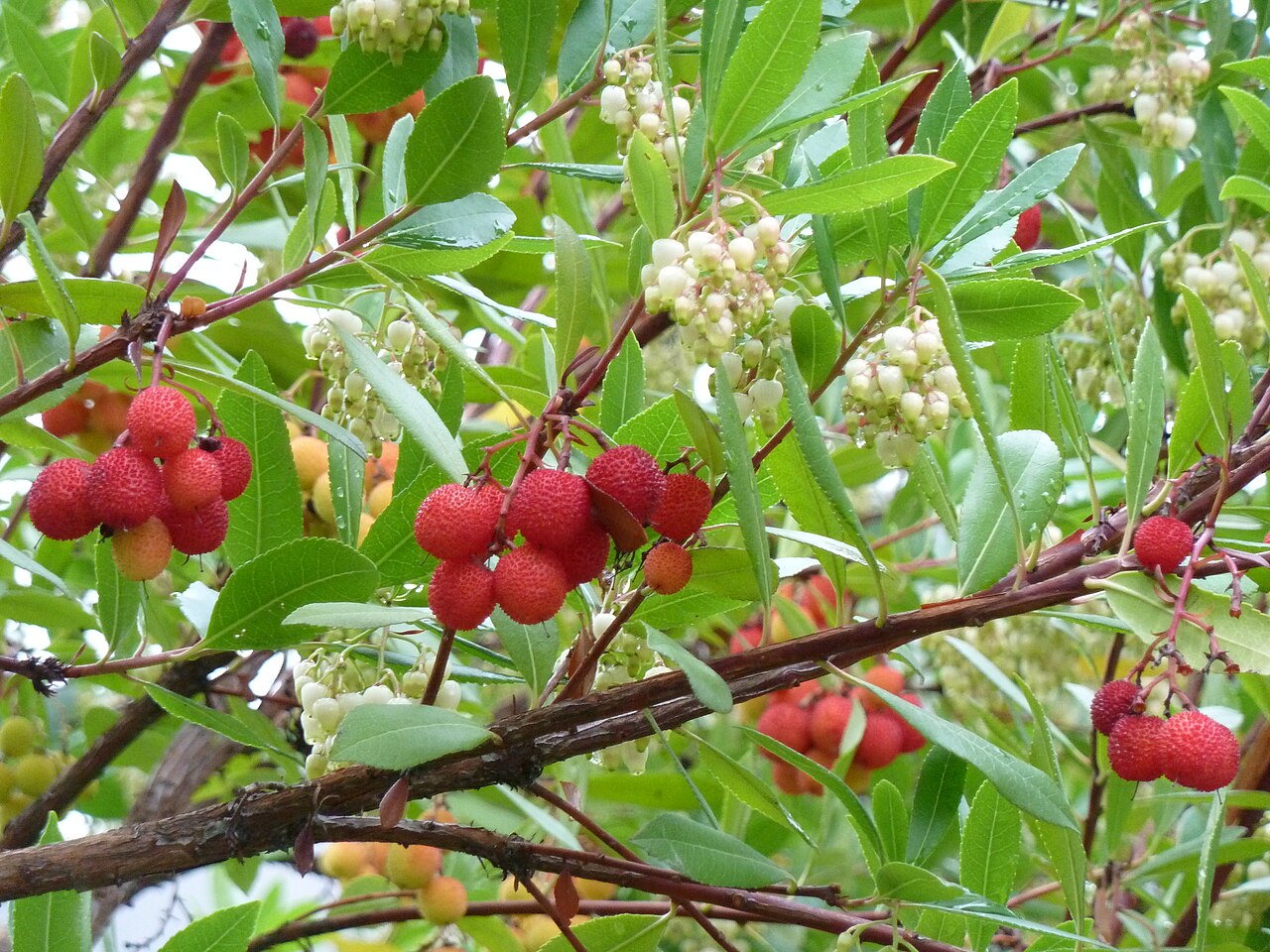 Arbutus Seeds: Planting for a Bountiful Berry Harvest