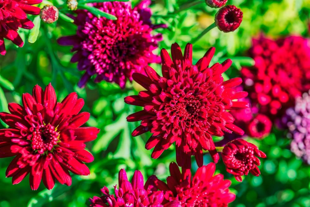 Heirloom Pink Argyranthemum Flower seeds for Planting - Hardy Variety, Heirloom & GMO Free Seeds for Home Garden