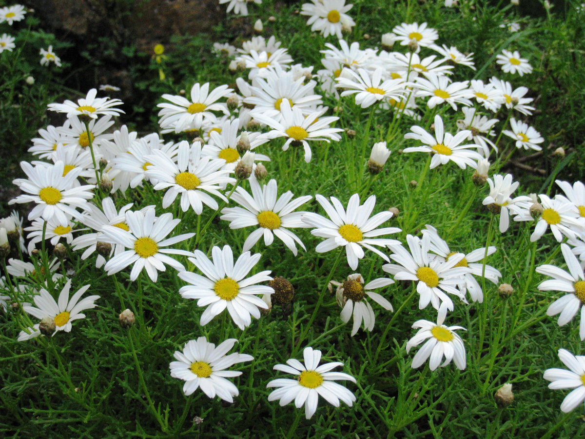 Yellow White Argyranthemum Flower seeds for Planting - Pollinator Friendly, Heirloom & GMO Free Seeds for Home Garden
Sale seeds for home garden