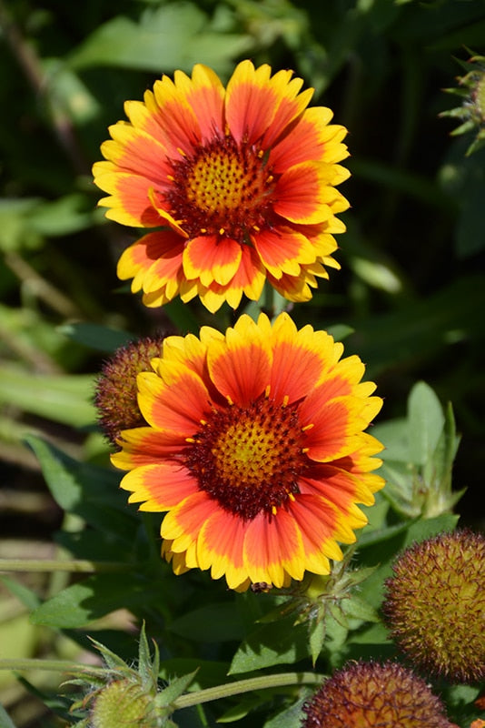 Arizona Flower seeds for Planting - Seasonal Bloomer, Heirloom & GMO Free Seeds for Home Garden