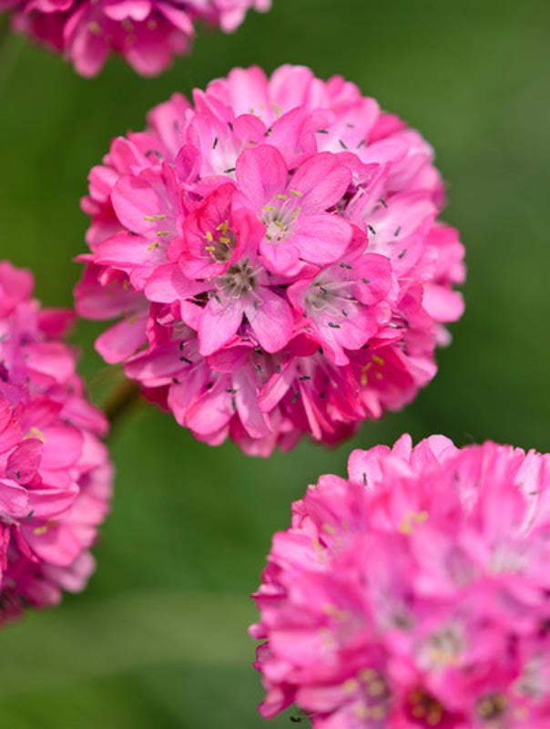 Armeria Flower seeds for Planting - Cottage Garden Essential, Heirloom & GMO Free Seeds for Home Garden