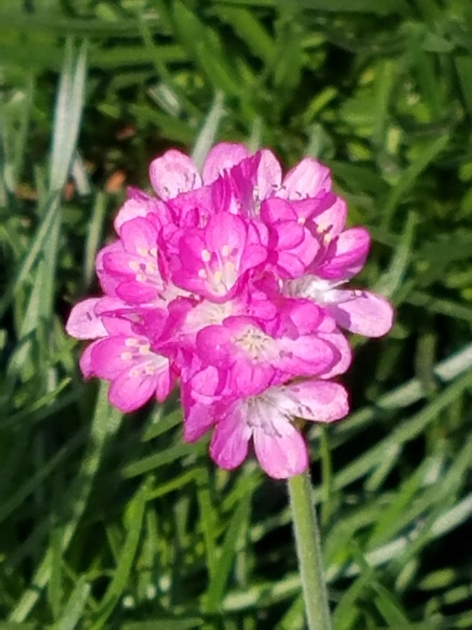 Maritima Flower seeds for Planting Bright Blooms Heirloom & GMO Free Seeds for Home Garden