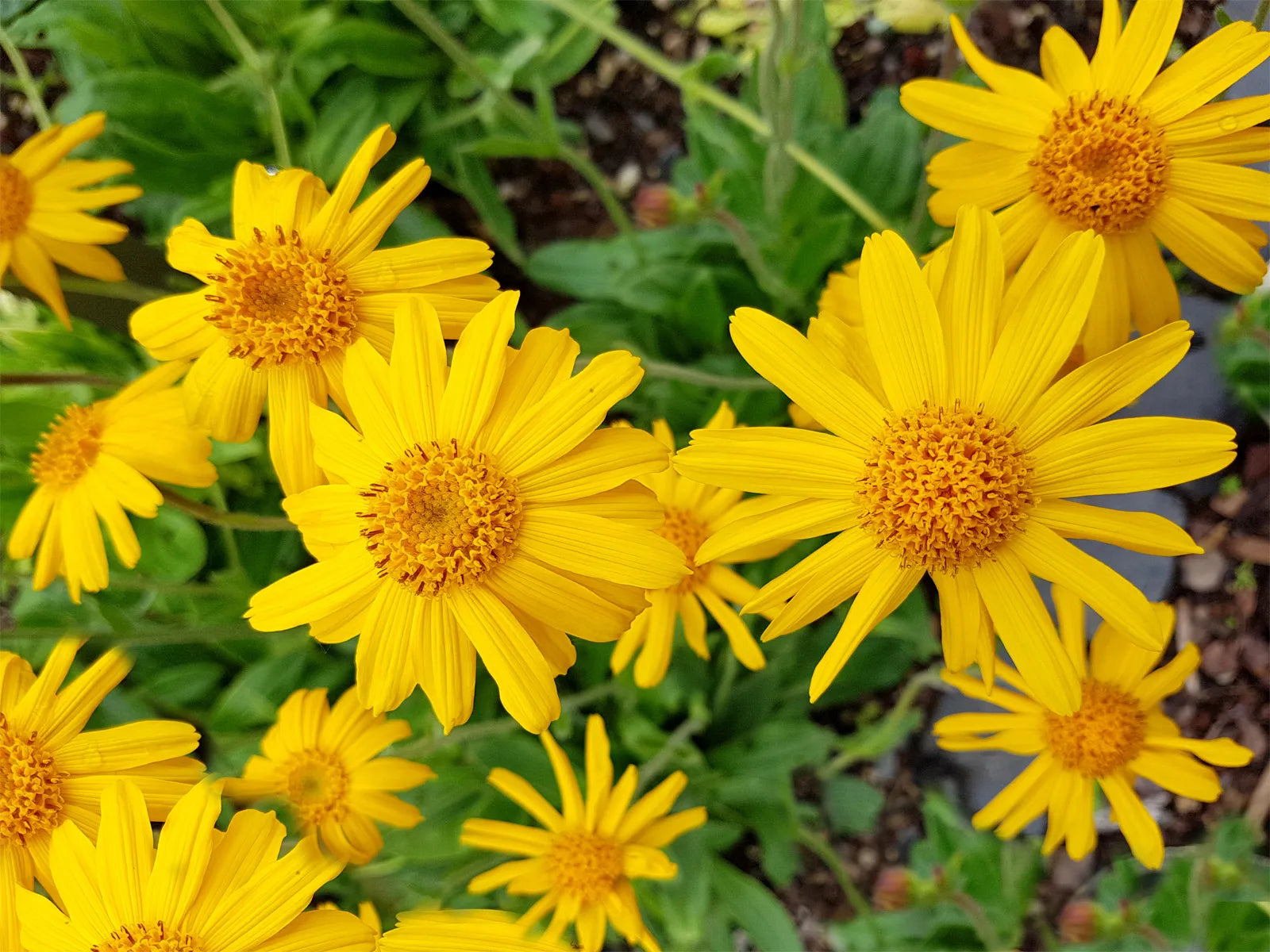 Yellow Mountain Arnica Flower Planting Seeds