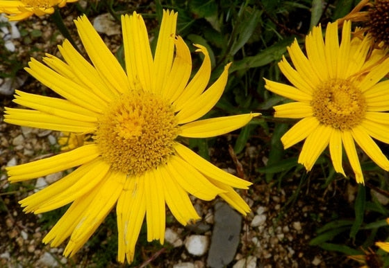 Arnica Montana Herb Seeds for Planting