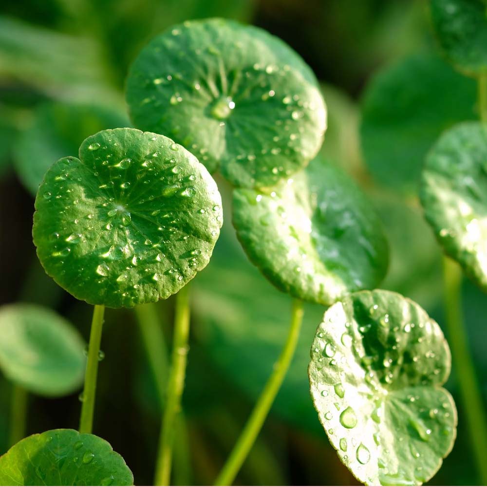 Centella Asiatica Seeds for Planting | Grow Your Own